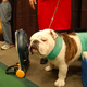 Illustration for article titled Picking Up Scraps At The Westminster Dog Show